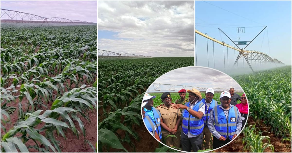 Kilifi : la ferme modèle Galana Kulalu de 10 000 acres prend forme des mois après la directive de William Ruto