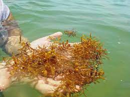 Sargassum Seaweed