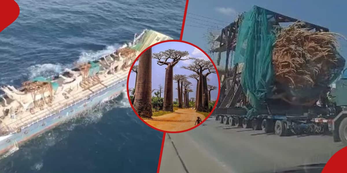 Les écologistes s'inquiètent de l'exportation de l'ancien baobab du Kenya