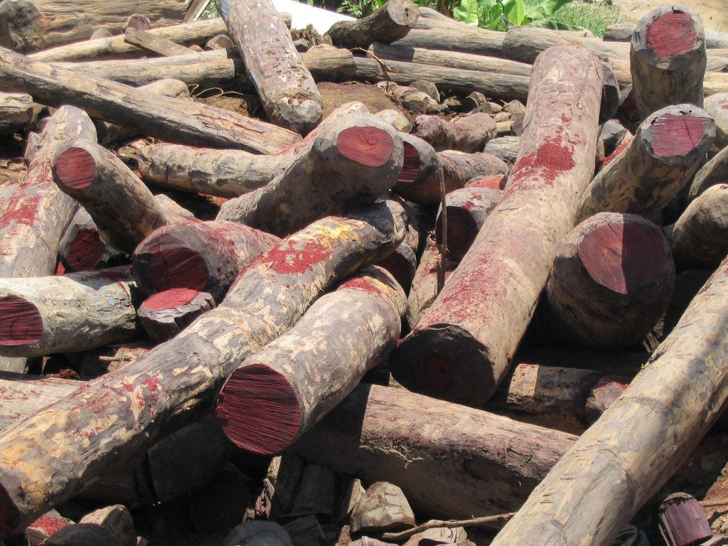 rosewood logging