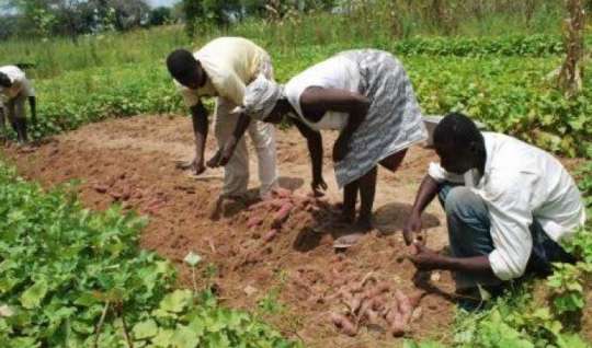Planting for Food and Jobs