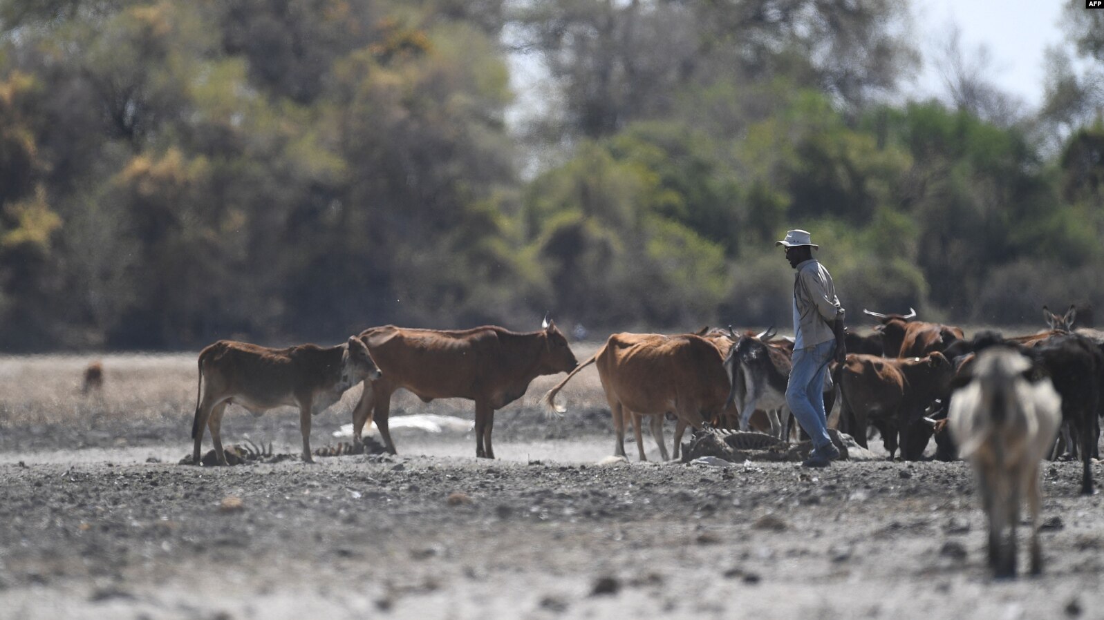 Buffalo from Zimbabwe expose Botswana cattle to possible foot-and-mouth disease