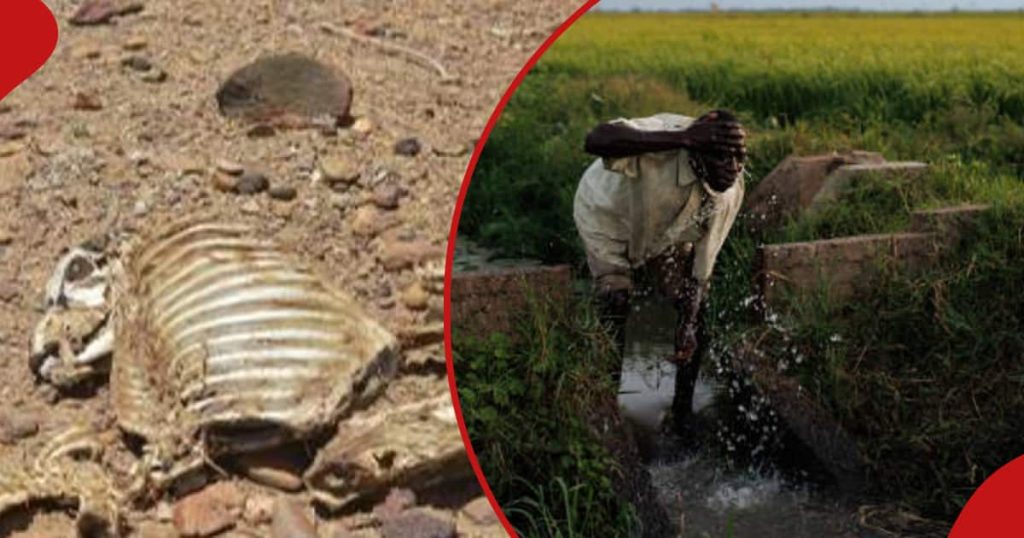 Les résidents de Baringo convertissent des terres rocheuses et arides en parcelles vertes pour favoriser une sécurité alimentaire durable