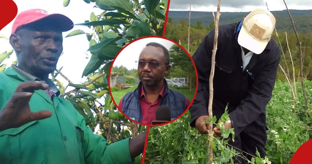 Agriculture intelligente face au climat : le programme CHEF vise à augmenter les moyens de subsistance des agriculteurs kenyans