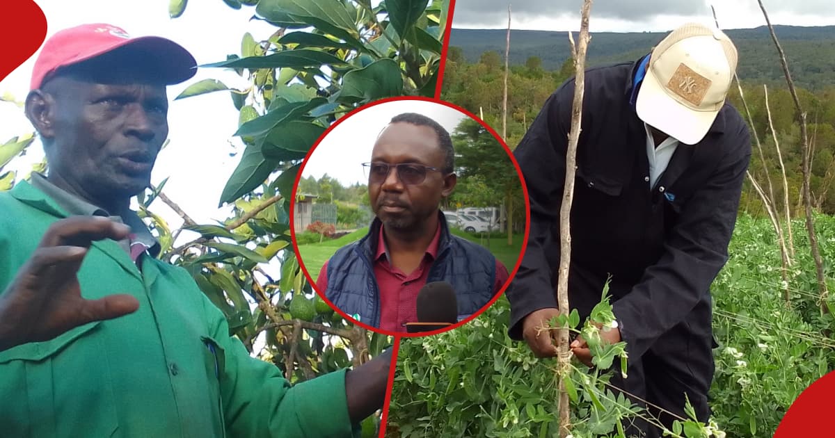 Agriculture intelligente face au climat : le programme CHEF vise à augmenter les moyens de subsistance des agriculteurs kenyans