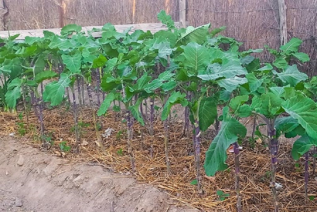 Instead of relocating to better pastures, these Zimbabwean farmers use different methods to beat climate crisis