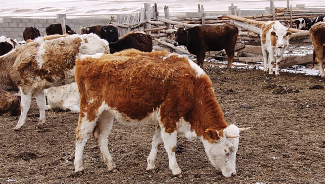 Mongolia Pastoralist