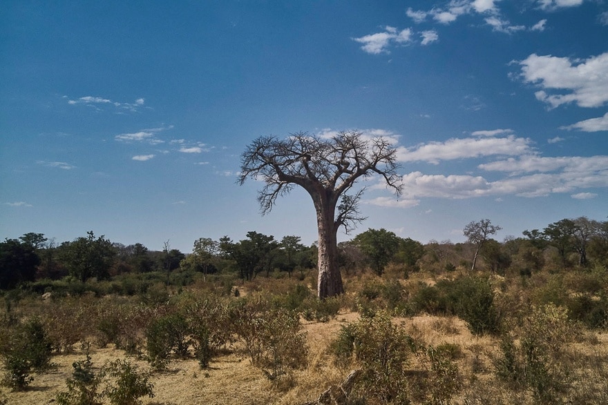 Swiss carbon offset giant pulls plug on Zimbabwe project amid allegations