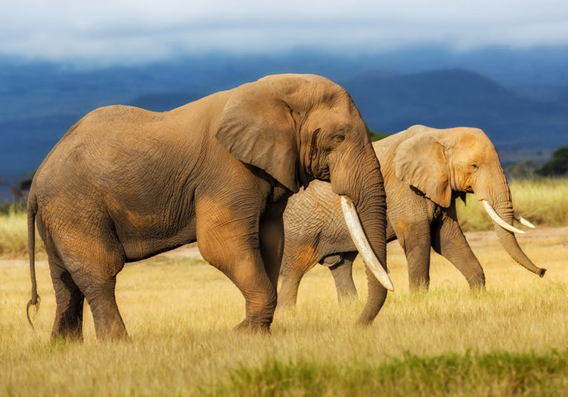 A rare, unnamed bacterium was behind the elephant deaths in Botswana and Zimbabwe