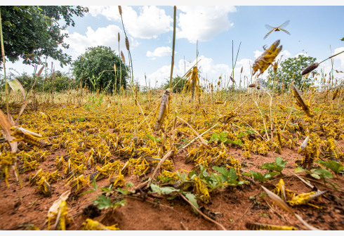NAIROBI, June 19, 2020 (Xinhua) -- A swarm of desert locusts invade parts of Mwingi Town in Kitui County, Kenya, Feb. 20, 2020. (Xinhua/Zhang Yu)