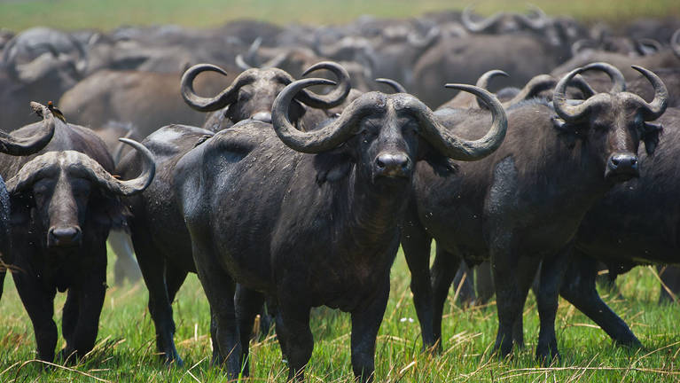 16 buffles retrouvés morts dans le parc national de Hwange