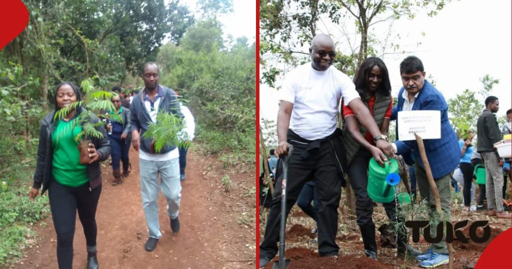 AAR Healthcare plante 5 000 arbres dans la forêt de Ngong Road avant les vacances de plantation d'arbres de lundi