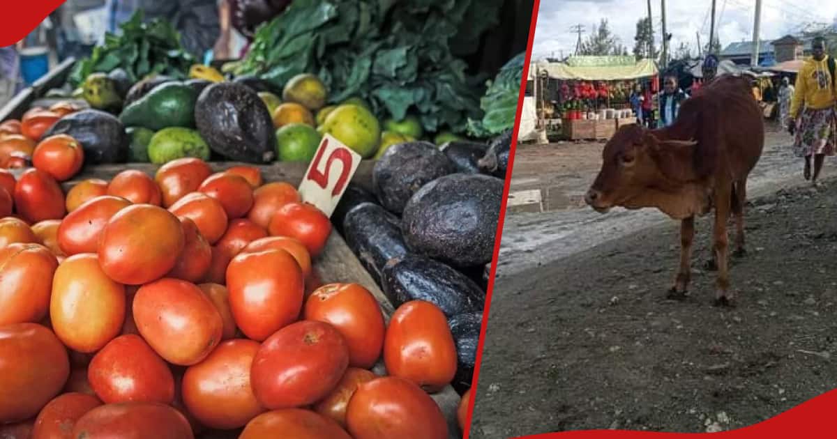 Kajiado : Drame où Mama Mboga poignarde une vache avec un couteau de cuisine après qu'elle ait mangé ses marchandises