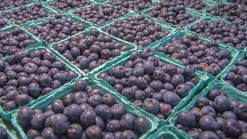 Le Zimbabwe est le premier exportateur mondial de myrtilles, selon une nouvelle étude