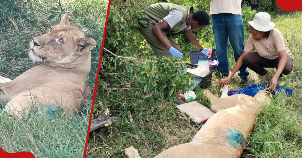 Les KWS Rangers sauvent une lionne qui allaitait ses petits malgré le fait qu'elle ait été harponnée : "un rétablissement complet est attendu"