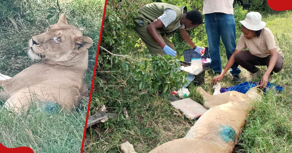 Les KWS Rangers sauvent une lionne qui allaitait ses petits malgré le fait qu'elle ait été harponnée : "un rétablissement complet est attendu"