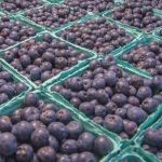 Le Zimbabwe commence à exporter des myrtilles vers la Chine alors qu'il cible un marché de 400 millions de dollars
