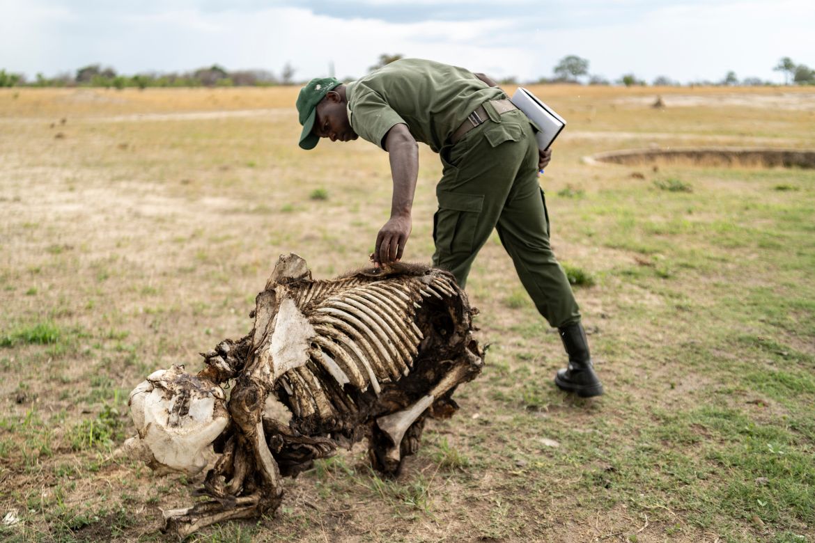 Le garde-chasse Simba Marozva examine la carcasse d'un bébé éléphant mort à cause de la sécheresse dans le parc national de Hwange, au nord du Zimbabwe, le 16 décembre 2023.