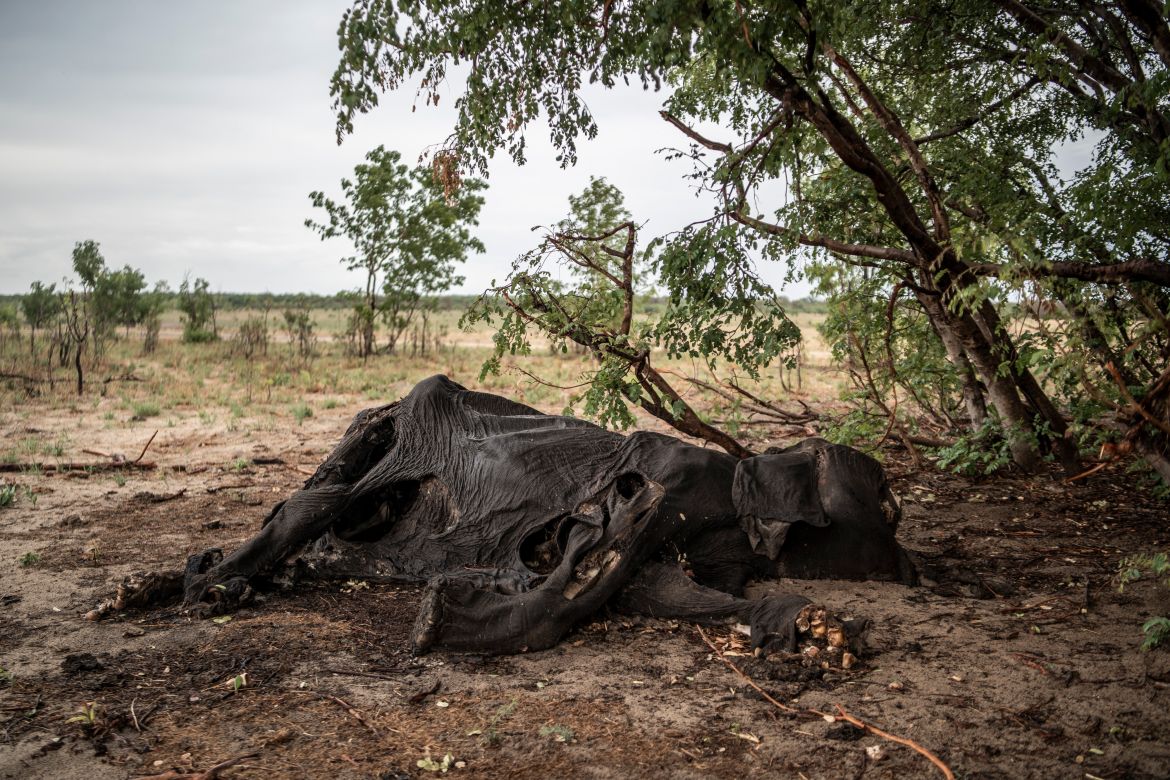 Une vue générale d'un éléphant décomposé mort de sécheresse dans le parc national de Hwange, au nord du Zimbabwe, le 16 décembre 2023.