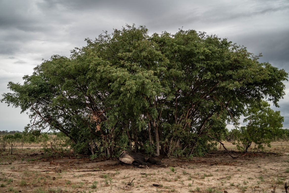 Un éléphant décomposé mort de sécheresse repose à côté d'arbres dans le parc national de Hwange, au nord du Zimbabwe, le 16 décembre 2023.