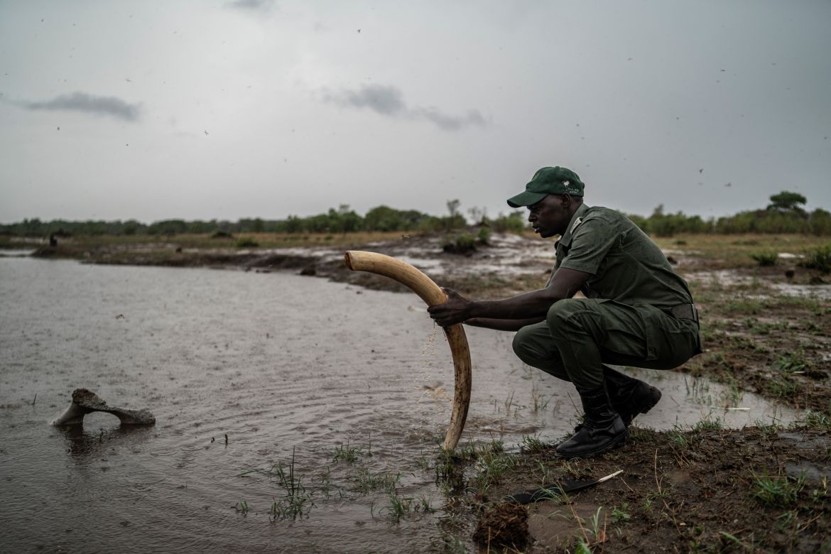 Le garde-chasse Simba Marozva nettoie une défense retirée d'un éléphant décomposé mort de sécheresse dans le parc national de Hwange, au nord du Zimbabwe.