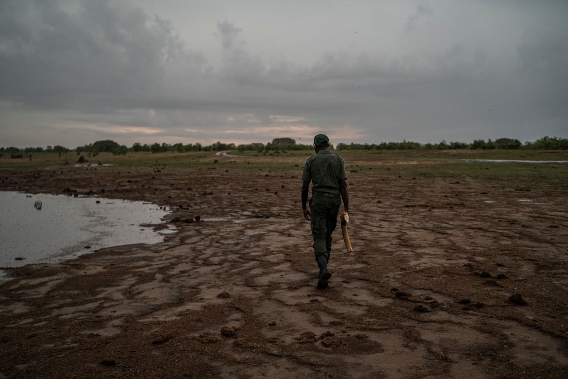 Le garde-chasse Simba Marozva tient une défense retirée d'un éléphant décomposé mort de sécheresse dans le parc national de Hwange, au nord du Zimbabwe.
