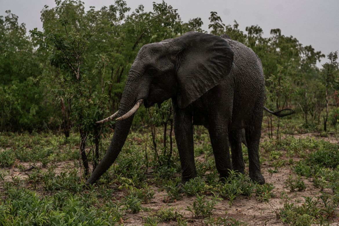 Un éléphant se nourrit alors qu'il commence à pleuvoir dans le parc national de Hwange, au nord du Zimbabwe.