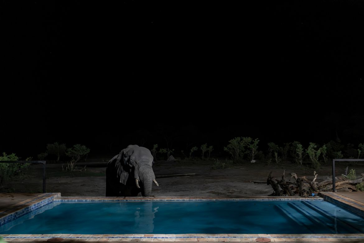 Un éléphant boit de l'eau d'une piscine dans un camp de tentes situé aux limites du parc national de Hwange, à Hwange.