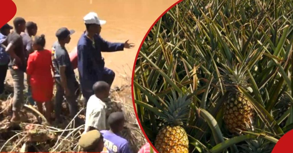 4 corps d'hommes prétendument tués pour avoir volé des ananas de la ferme Del Monte retrouvés dans la rivière Thika