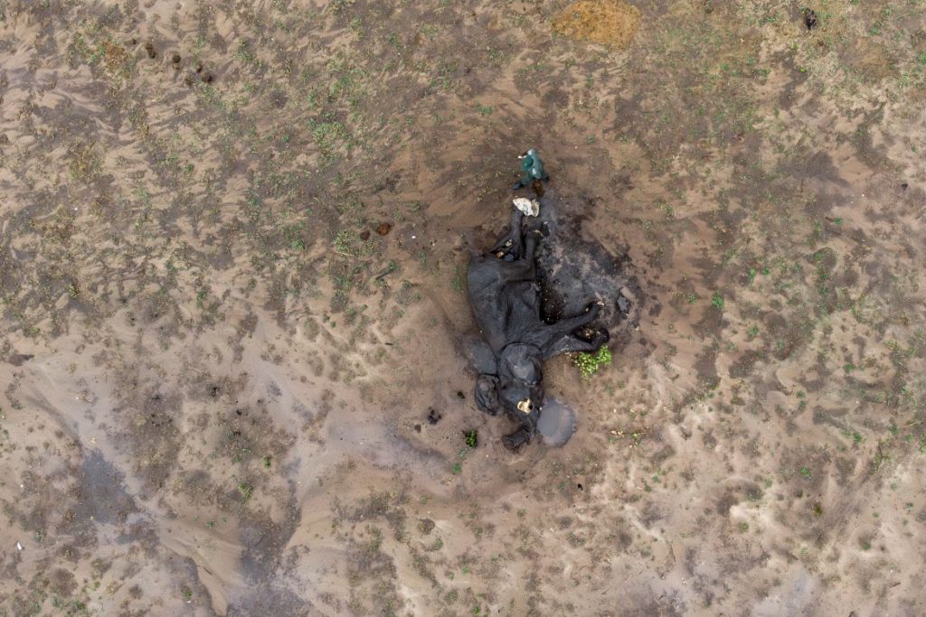 Cette vue aérienne montre le garde-chasse Simba Marozva inspectant la carcasse d'un éléphant mort à cause de la sécheresse dans le parc national de Hwange, au nord du Zimbabwe.