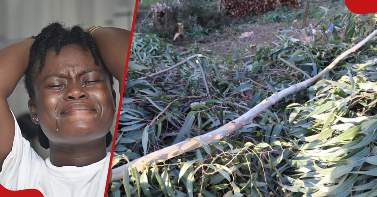 Kakamega : double tragédie lorsque la chute d'un arbre tue un homme qui fendait du bois de chauffage pour l'enterrement de Kin