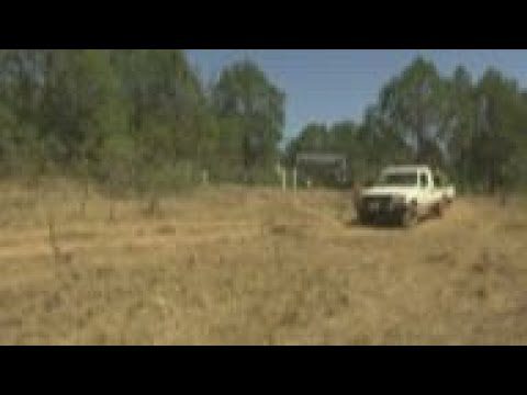 Le Kenya va sauver de l'extinction le bongo de montagne, une espèce en voie de disparition