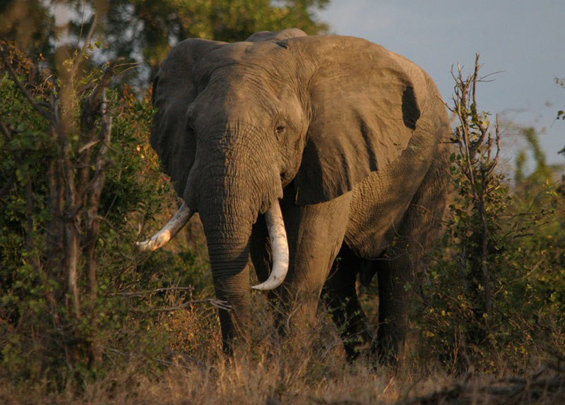 Un garde tué par des éléphants dans la mine chinoise de Chaba