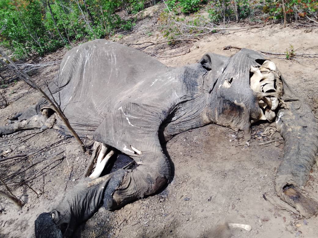 Des éléphants meurent d'un empoisonnement présumé au cyanure dans le Gwayi-Shangani Wildlife Conservancy