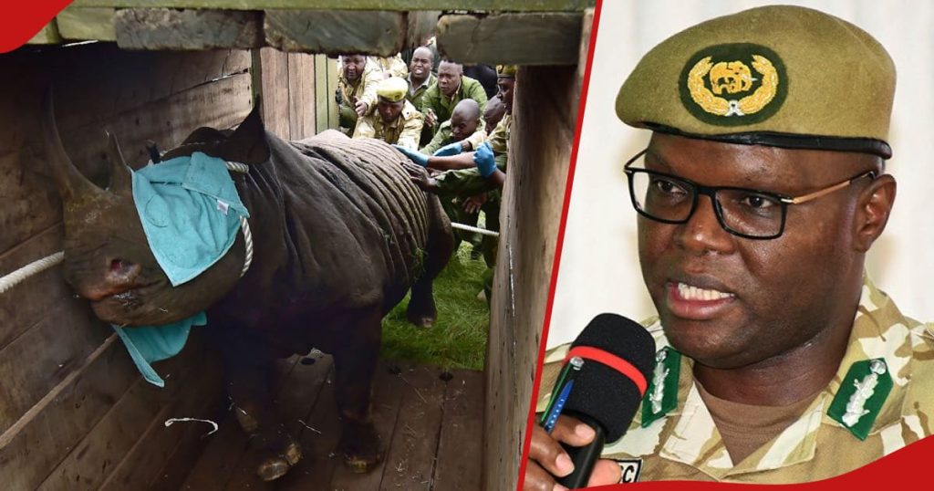 Laikipia : Le Kenya Wildlife Service va Dart et déplacer 21 rhinocéros noirs vers Loisaba Conservancy