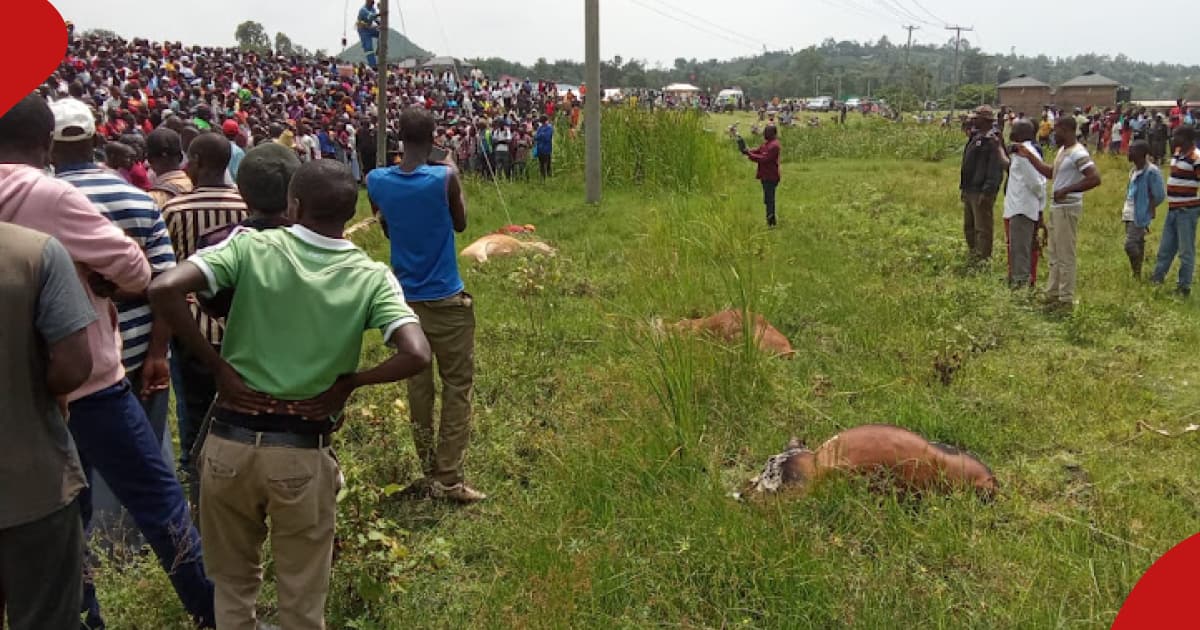 Un homme de Homa Bay et ses 4 vaches sont mortes après avoir marché sur un fil électrique sous tension