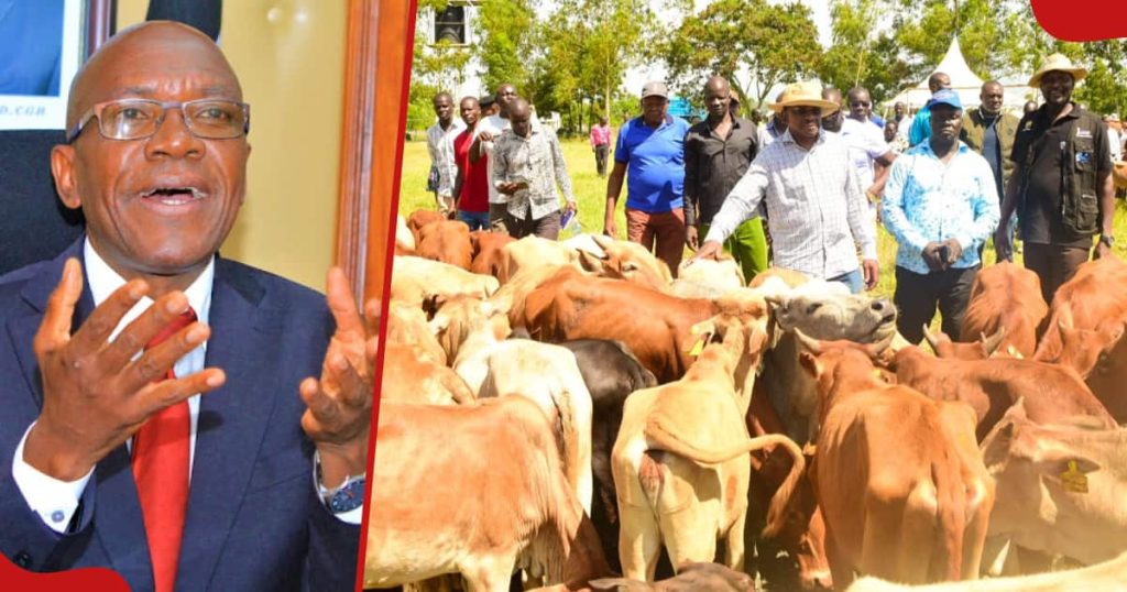 Boni Khalwale reproche à James Orengo d'avoir fait don de bétail Kienyeji à Siaya : « Arrêtez de promouvoir la pauvreté »