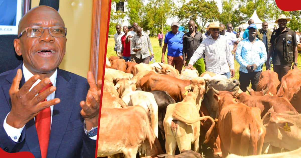 Boni Khalwale reproche à James Orengo d'avoir fait don de bétail Kienyeji à Siaya : « Arrêtez de promouvoir la pauvreté »