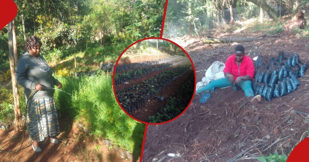 Elgeyo Marakwet : d’anciennes alcooliques s’attaquent au changement climatique avec des pépinières