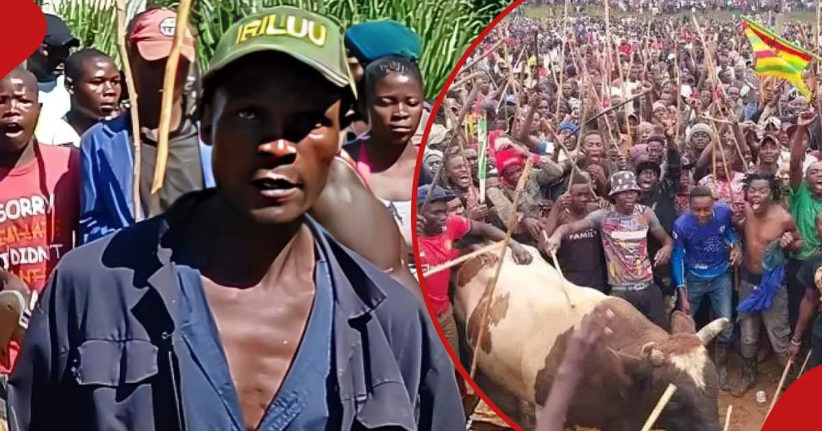Kizito Amukune, le gardien du taureau de Boni Khalwale, a été tué par un animal, Johansen Oduor purifie l'air