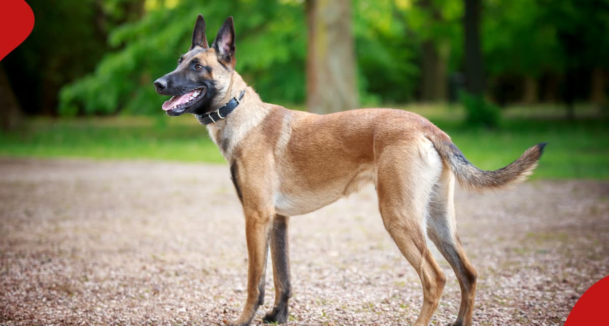 La police de Meru lance les recherches d'un chien malinois belge de 7 ans disparu : "Nos chiens nous sont chers"