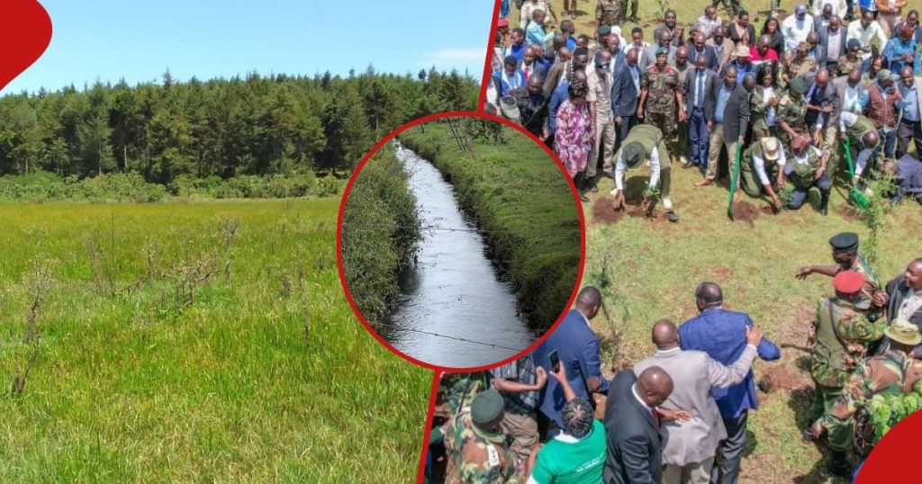 Le Kenya s’apprête à augmenter le décompte de la couverture forestière alors que Nandi accueille la Journée mondiale des zones humides 2024