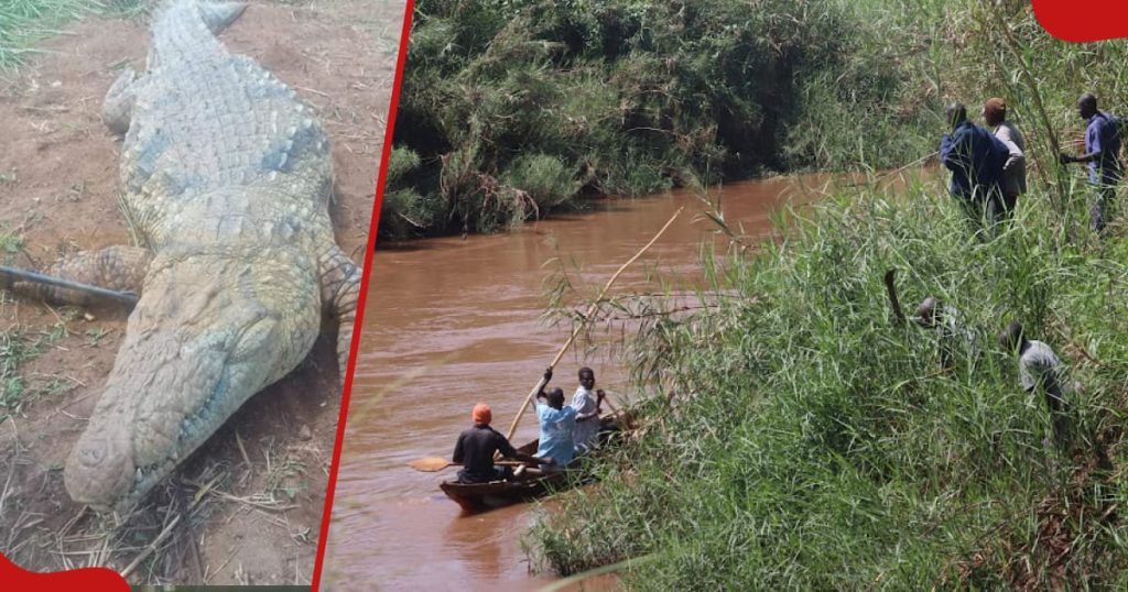 Les agents du KWS ont endormi le crocodile qui a avalé un garçon de 11 ans et ont récupéré le corps
