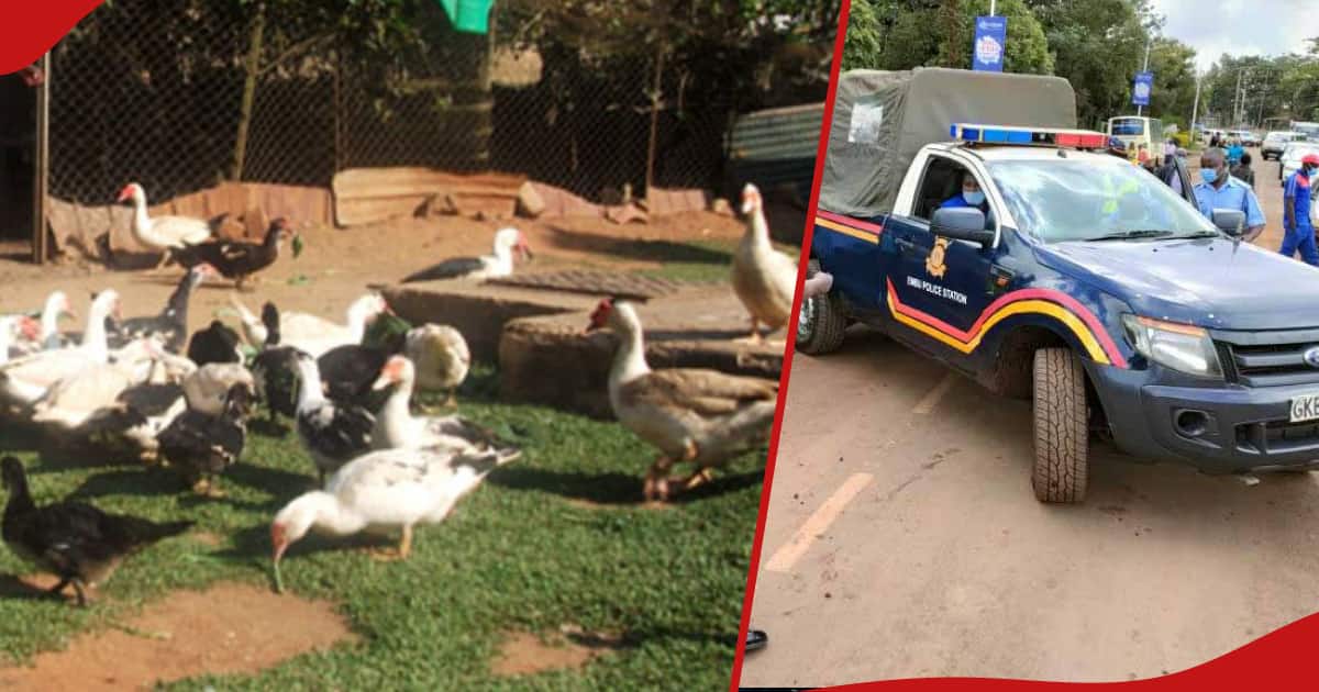 Siaya : Un homme lance un voisin après que des canards ont traversé une clôture et ont mangé des légumes dans sa ferme