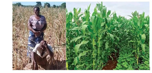 Zambia is projected to be most exposed to an increased risk of hunger due to climate change, however the adoption of an agroecological approach, can offer resilience to climatic changes for increased food security.