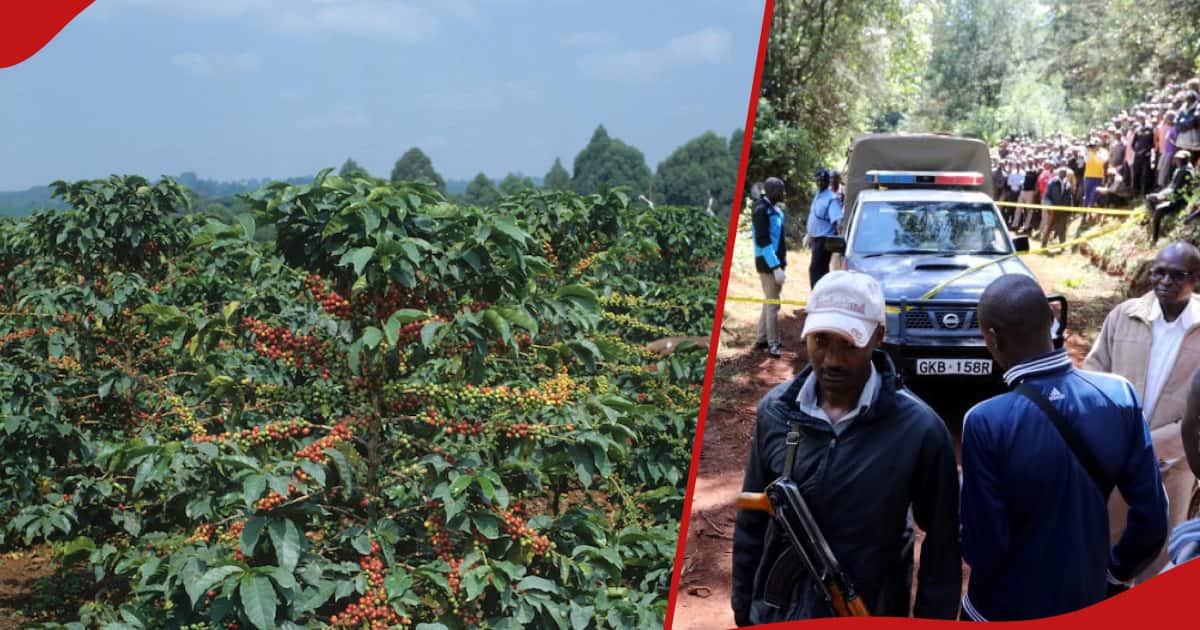 Kirinyaga : l'homme qui a tué sa mère avec plus de 20 plants de café arrêté alors qu'il tentait de vendre son téléphone