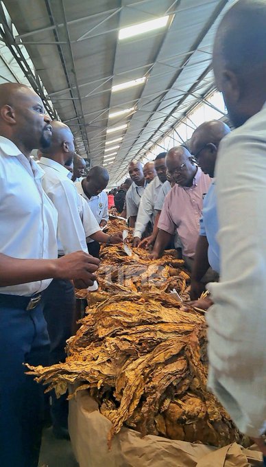 La saison de vente du tabac démarre à 4,92 dollars le kg