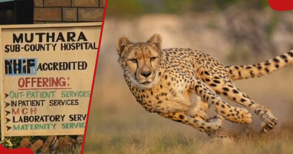 Meru : Un élève du premier cycle du secondaire lutte contre un guépard alors qu'il va à l'école et subit de graves blessures