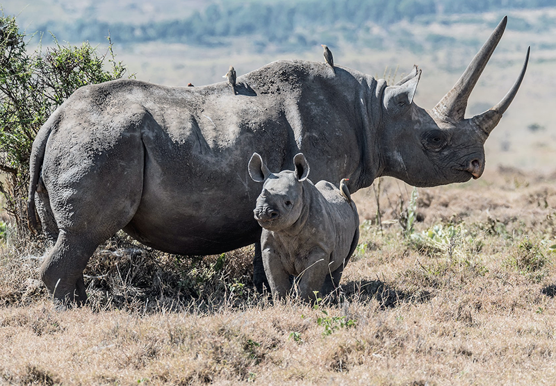 Un braconnier condamné à 9 ans de prison pour avoir tué et écorné un rhinocéros noir d'une valeur de 120 000 dollars