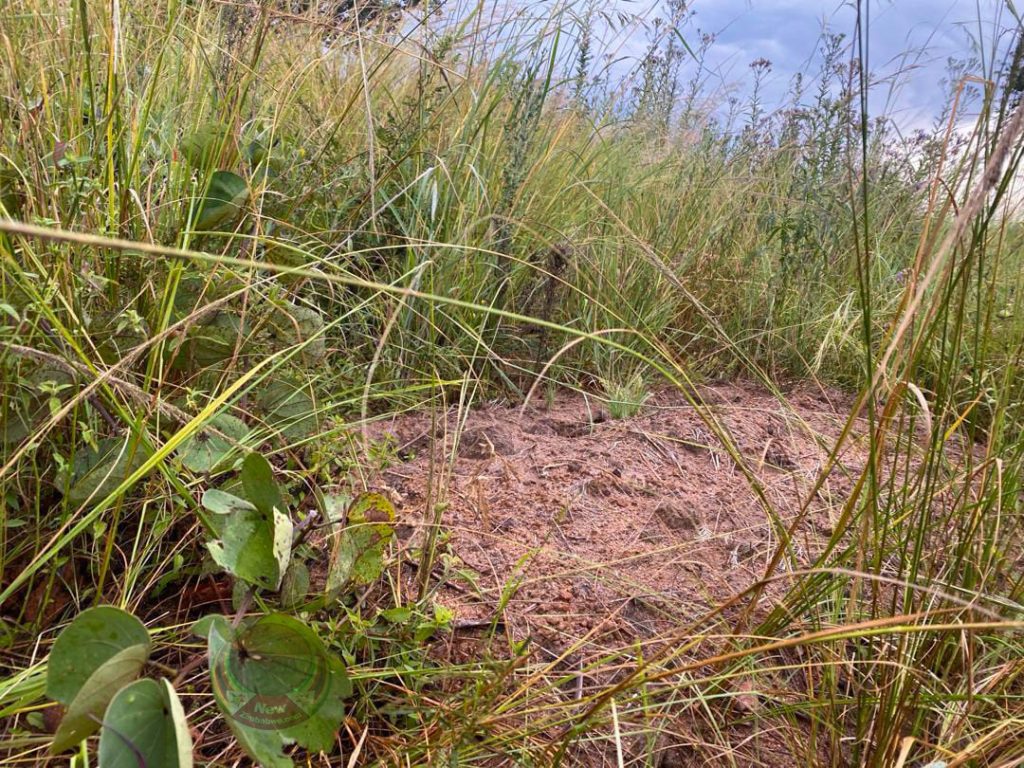 Culte Nyabira : restes exhumés dans la ferme de Madzibaba Ishmael quatre mois après une mort mystérieuse